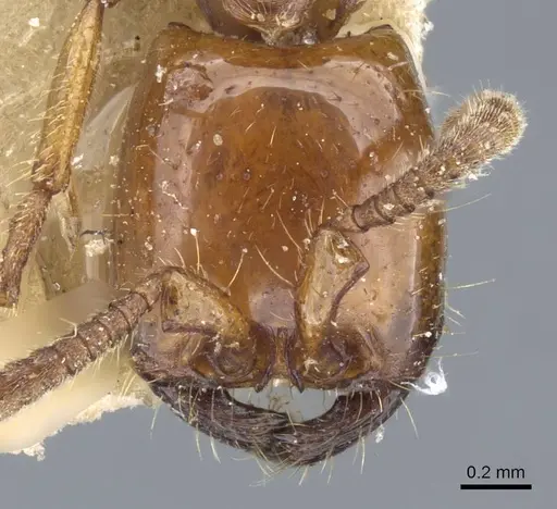 Neivamyrmex planidorsus specimen CASENT0905970 image casent0905970_2