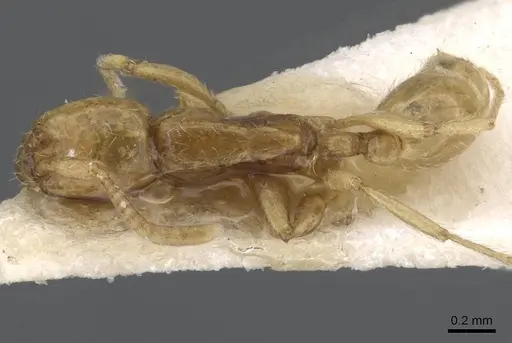 Neivamyrmex postangustatus specimen CASENT0911205 image casent0911205_1