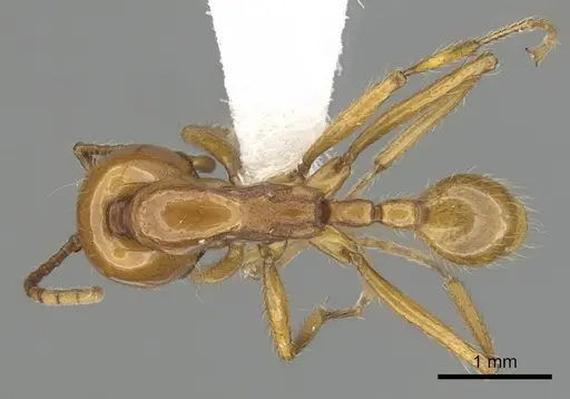 Neivamyrmex postcarinatus specimen CASENT0249502 image casent0249502_1
