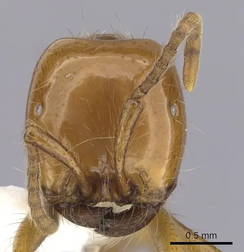 Neivamyrmex postcarinatus specimen CASENT0249502 image casent0249502_2