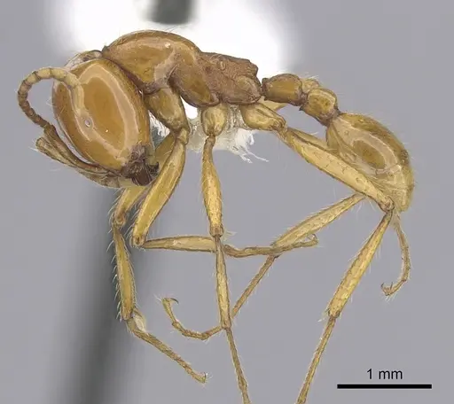 Neivamyrmex postcarinatus specimen CASENT0249502 image casent0249502_3