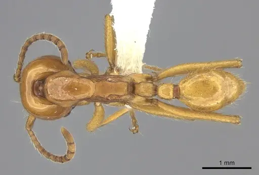 Neivamyrmex postcarinatus specimen CASENT0619177 image casent0619177_1