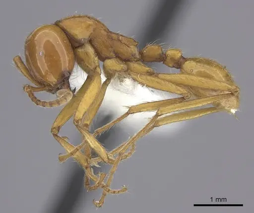 Neivamyrmex postcarinatus specimen CASENT0619177 image casent0619177_3