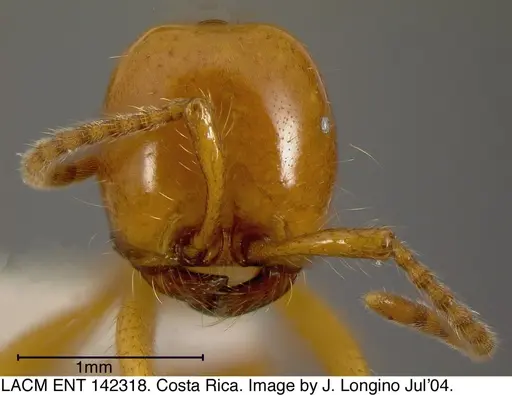 Neivamyrmex postcarinatus specimen LACMENT142318 image lacment142318_1