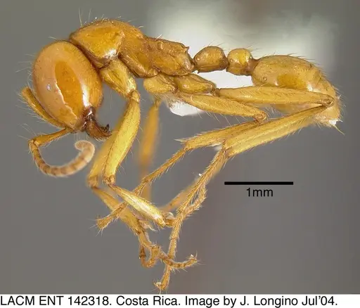 Neivamyrmex postcarinatus specimen LACMENT142318 image lacment142318_2