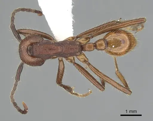 Neivamyrmex pseudops specimen CASENT0249503 image casent0249503_1