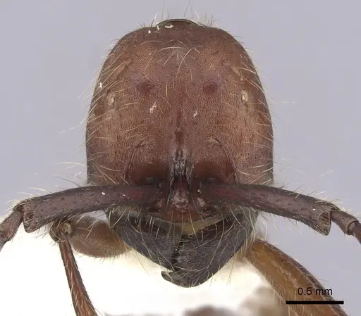 Neivamyrmex pseudops specimen CASENT0249503 image casent0249503_2
