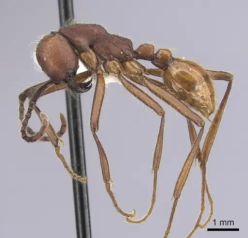 Neivamyrmex pseudops specimen CASENT0249503 image casent0249503_3