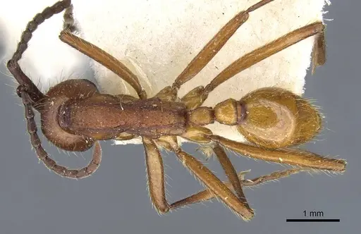 Neivamyrmex pseudops specimen CASENT0905974 image casent0905974_1