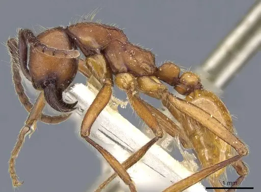 Neivamyrmex pseudops specimen CASENT0905974 image casent0905974_3