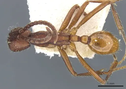 Neivamyrmex pseudops specimen CASENT0905975 image casent0905975_1
