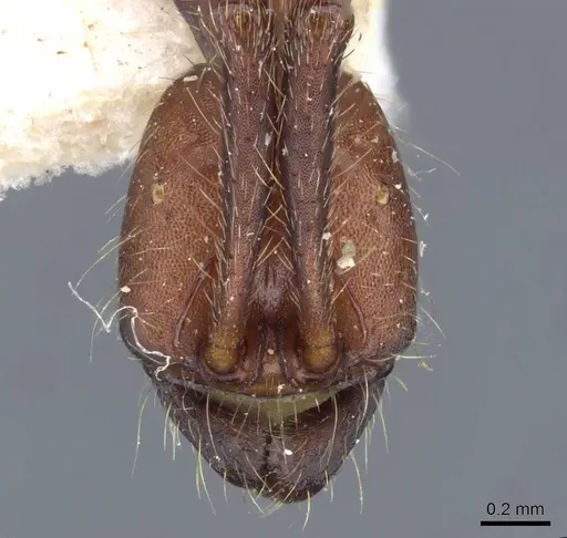 Neivamyrmex pseudops specimen CASENT0905975 image casent0905975_2