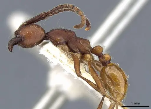 Neivamyrmex pseudops specimen CASENT0905975 image casent0905975_3