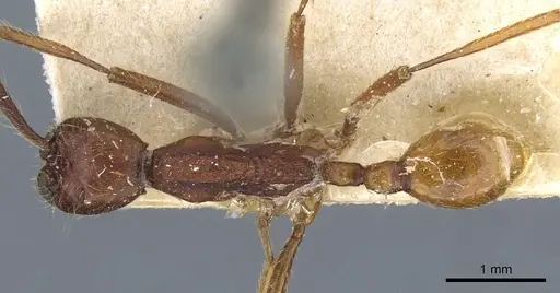 Neivamyrmex pseudops specimen CASENT0905976 image casent0905976_1