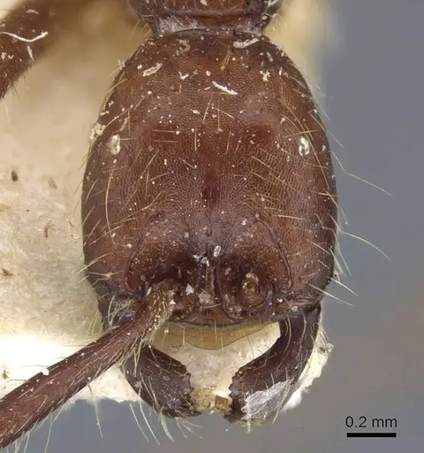 Neivamyrmex pseudops specimen CASENT0905976 image casent0905976_2