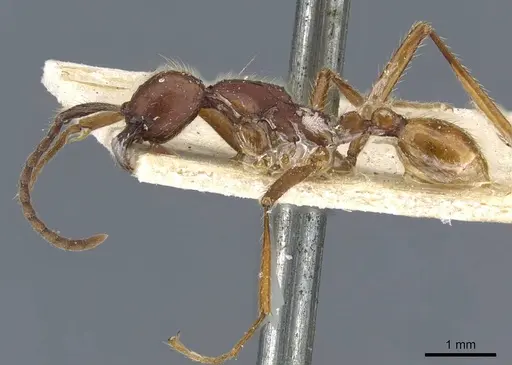 Neivamyrmex pseudops specimen CASENT0905976 image casent0905976_3