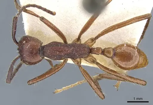 Neivamyrmex pseudops specimen CASENT0905977 image casent0905977_1