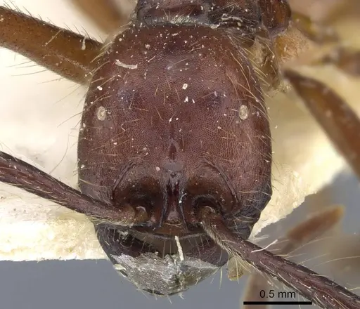 Neivamyrmex pseudops specimen CASENT0905977 image casent0905977_2