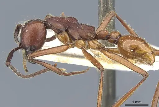 Neivamyrmex pseudops specimen CASENT0905977 image casent0905977_3