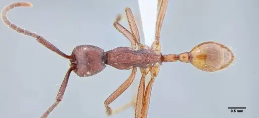 Neivamyrmex pseudops specimen UFV-LABECOL-003488 image ufv-labecol-003488_1