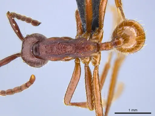 Neivamyrmex pseudops specimen UFV-LABECOL-007385 image ufv-labecol-007385_1