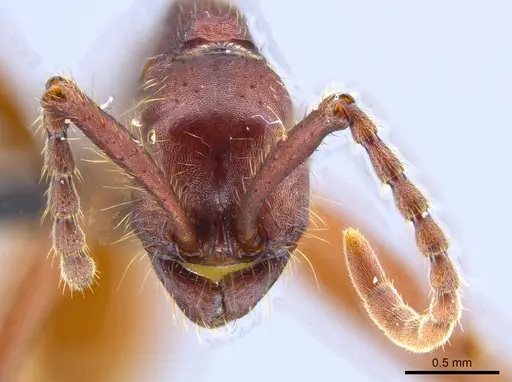 Neivamyrmex pseudops specimen UFV-LABECOL-007385 image ufv-labecol-007385_2