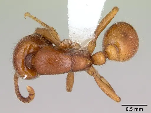 Neivamyrmex punctaticeps specimen CASENT0173531 image casent0173531_1