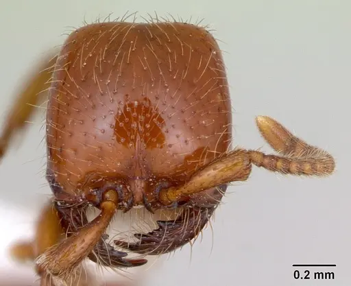 Neivamyrmex punctaticeps specimen CASENT0173531 image casent0173531_2