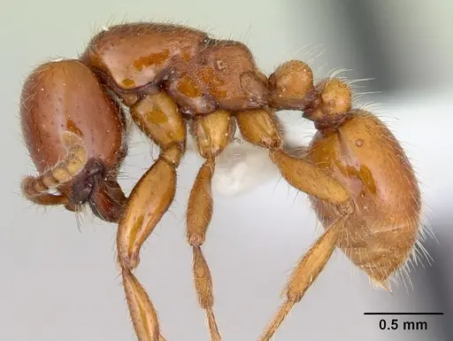 Neivamyrmex punctaticeps specimen CASENT0173531 image casent0173531_3