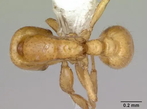 Neivamyrmex punctaticeps specimen CASENT0173532 image casent0173532_1