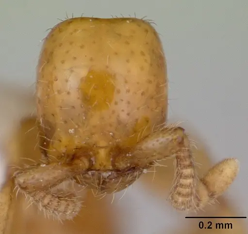 Neivamyrmex punctaticeps specimen CASENT0173532 image casent0173532_2