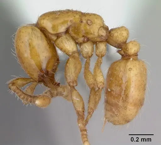 Neivamyrmex punctaticeps specimen CASENT0173532 image casent0173532_3