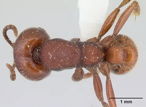 Neivamyrmex punctaticeps specimen CASENT0178594 image casent0178594_1