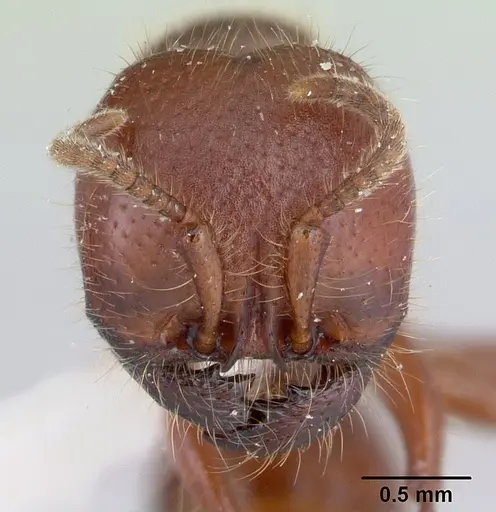 Neivamyrmex punctaticeps specimen CASENT0178594 image casent0178594_2