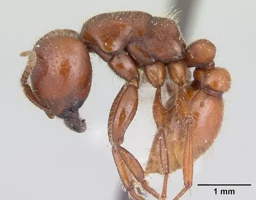 Neivamyrmex punctaticeps specimen CASENT0178594 image casent0178594_3