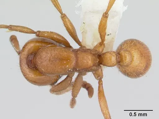 Neivamyrmex punctaticeps specimen CASENT0178595 image casent0178595_1