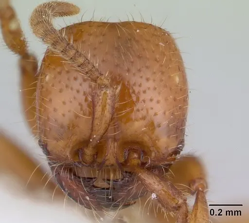 Neivamyrmex punctaticeps specimen CASENT0178595 image casent0178595_2