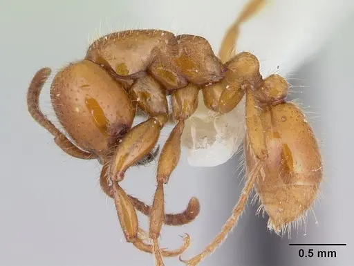 Neivamyrmex punctaticeps specimen CASENT0178595 image casent0178595_3