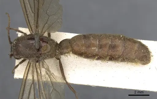 Neivamyrmex punctaticeps specimen CASENT0901962 image casent0901962_1