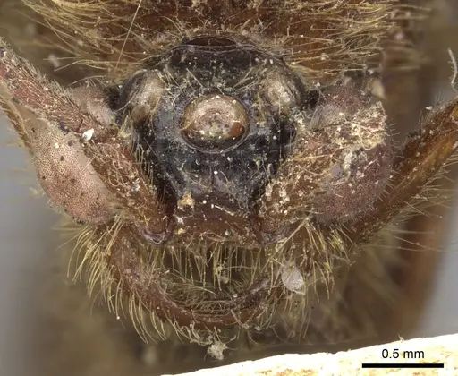 Neivamyrmex punctaticeps specimen CASENT0901962 image casent0901962_2