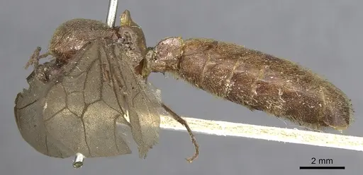Neivamyrmex punctaticeps specimen CASENT0901962 image casent0901962_3