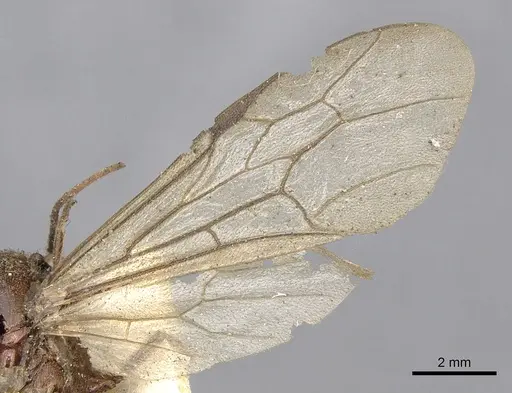 Neivamyrmex punctaticeps specimen CASENT0901962 image casent0901962_4