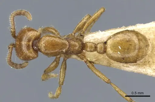 Neivamyrmex punctaticeps specimen CASENT0903734 image casent0903734_1