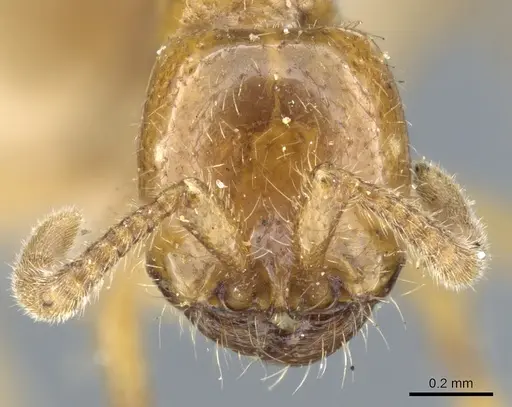 Neivamyrmex punctaticeps specimen CASENT0903734 image casent0903734_2