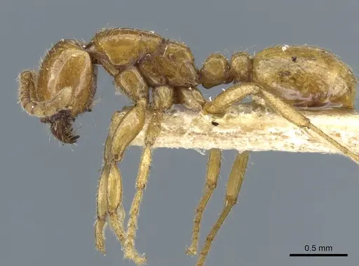 Neivamyrmex punctaticeps specimen CASENT0903734 image casent0903734_3