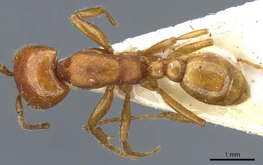 Neivamyrmex punctaticeps specimen CASENT0903737 image casent0903737_1