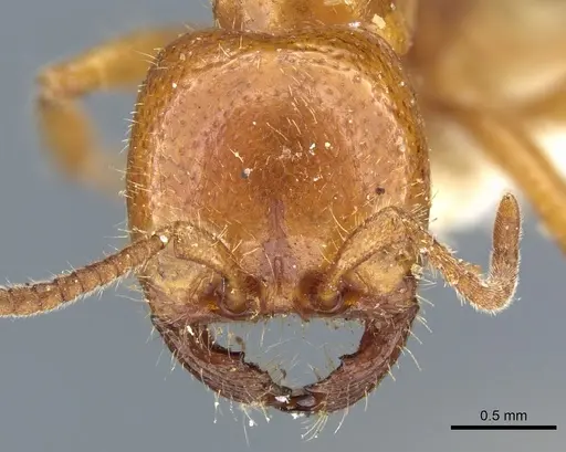 Neivamyrmex punctaticeps specimen CASENT0903737 image casent0903737_2