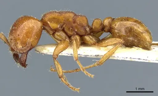 Neivamyrmex punctaticeps specimen CASENT0903737 image casent0903737_3
