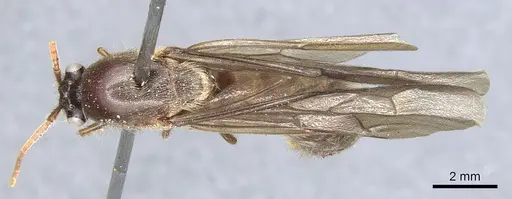 Neivamyrmex punctaticeps specimen CASENT0903743 image casent0903743_1
