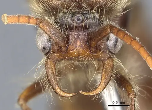 Neivamyrmex punctaticeps specimen CASENT0903743 image casent0903743_2